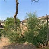 Damaged Palo Verde tree