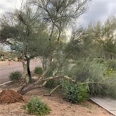 Landscape debris in street