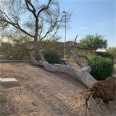 Damaged Palo Verde tree