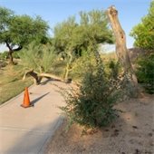 damaged Palo Verde tree