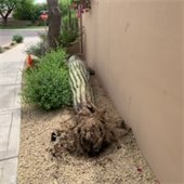saguaro down