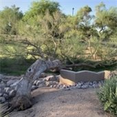 Tree down after storm