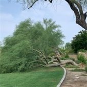 tree laying in common area following a storm