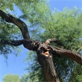 Damaged mesquite tree