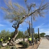men working on removing a tree