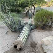 Saguaro laying on the ground