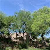 trees in pinnacle after crown thinning