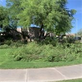 men working on thinning out trees