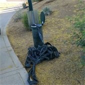 waste bags pulled out of the pet station