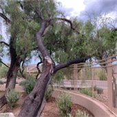 tree leaning on a fence