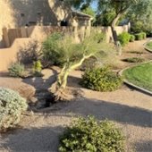 Palo verde laying on the ground