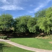 Pinnacle tree before crews completed crown thinning