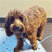 brown doodle mix