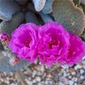 prickly pear blooms
