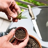 hand holding a small succulent trimming near dirt