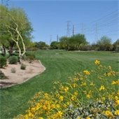 after turf transition