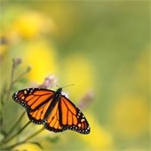 monarch butterfly on a plant