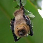 bat hanging from a tree