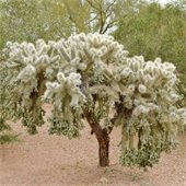 chain fruit cholla