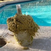 pool skimmer basket full of tree droppings