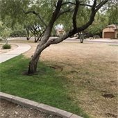 During turf transition