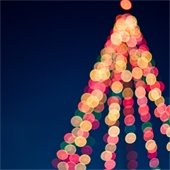 lights on a large tree