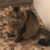missing cat